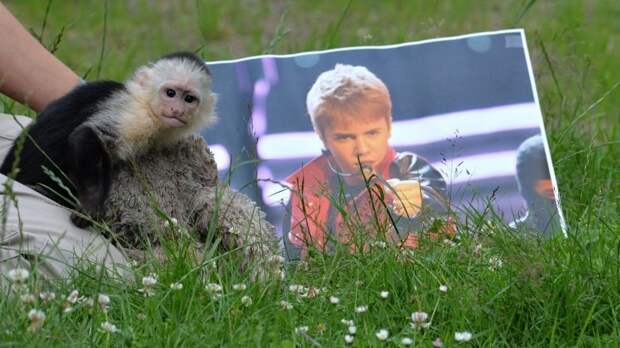 Джастин Бибер и обезьяна-капуцин в мире, животные, закон, звезды, знаменитости, экзотика