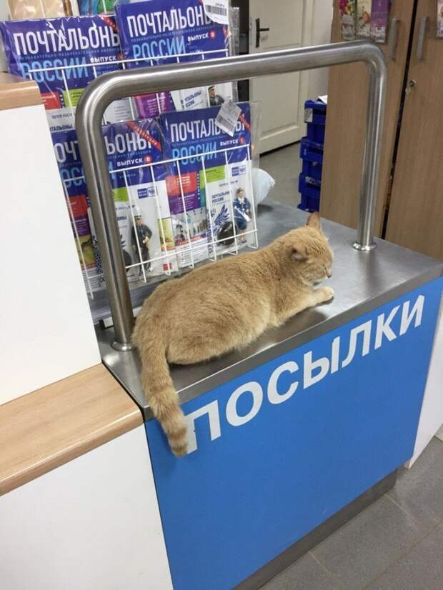 25 котиков, забравшихся в необычные места животные, котики, коты, юмор