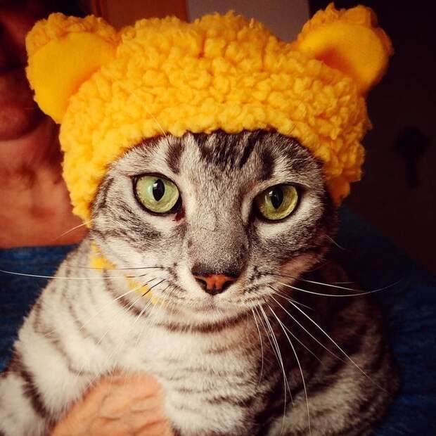 Котейки, знающие толк в моде на милые шапочки Котейки, знающие толк в моде на милые шапочки
