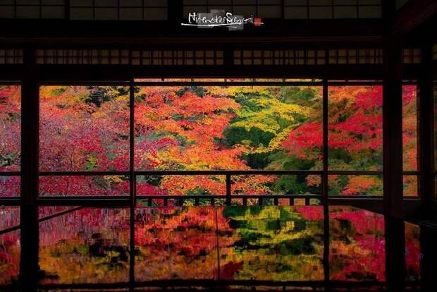 Потрясающие снимки, демонстрирующие красоту сезона дождей в Японии
