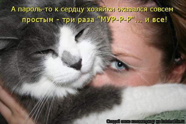 Лучшие котоматрицы недели (50 фото)
