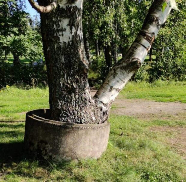 Природа берёт своё обратно на снимках