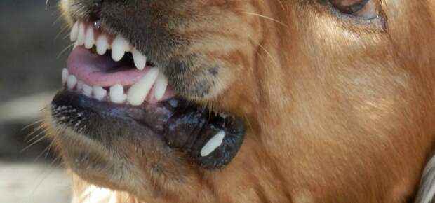 Российская легкоатлетка Ирина Масанова вернулась к бегу после нападения собак