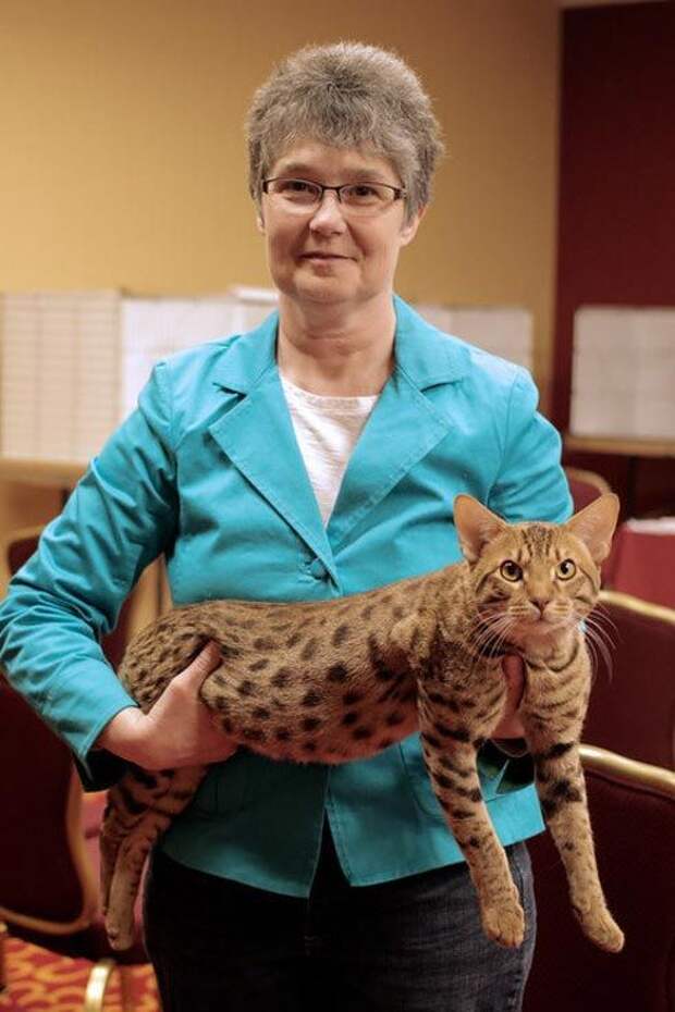 выставка кошек, National Norwegian Forest Cat Breed Club Show, национальная норвежская выставка кошек