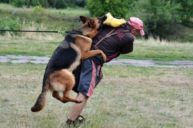 Собака нуждается в правильном выгуле. /Фото: dogs.ru.