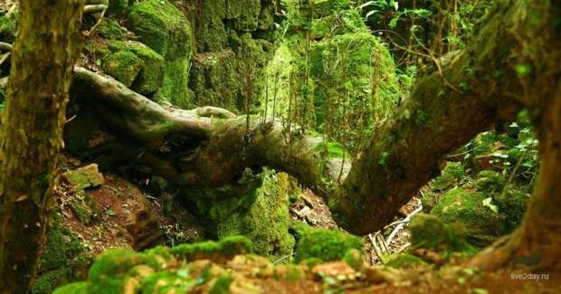 Лес Пазлвуд в Великобритании, которым вдохновлялся сам Толкиен