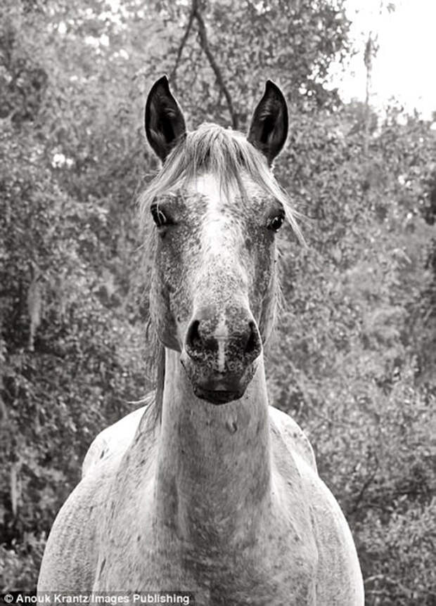 Породистые, но дикие лошади острова Камберлэнда стали местной достопримечательностью. Фото: Anouk Masson Krantz.