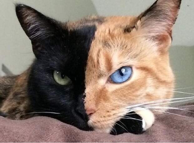 Двухцветная кошка