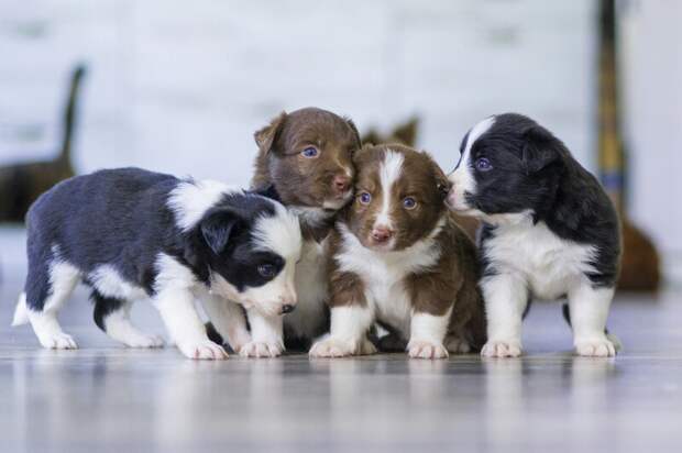 Президент РКФ предложил законодательно регулировать занятия йогой со щенками