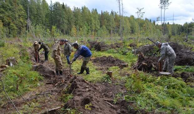 ПЦБК продемонстрировала лесовосстановительные работы в Прикамье
