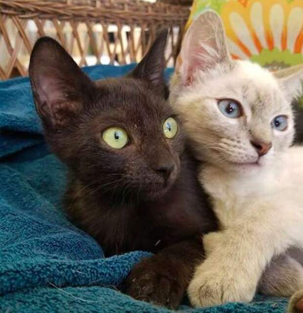кошки подружились кошки обнимаются