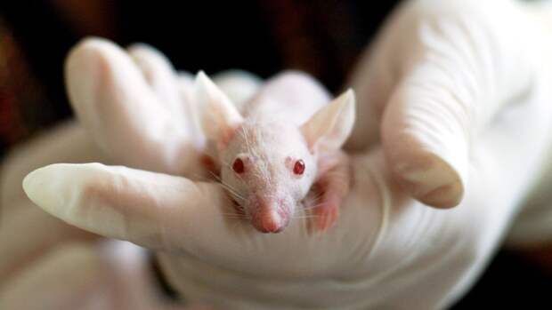 Лабораторные белые мышки первые испытывают на себе новые биотехнологии