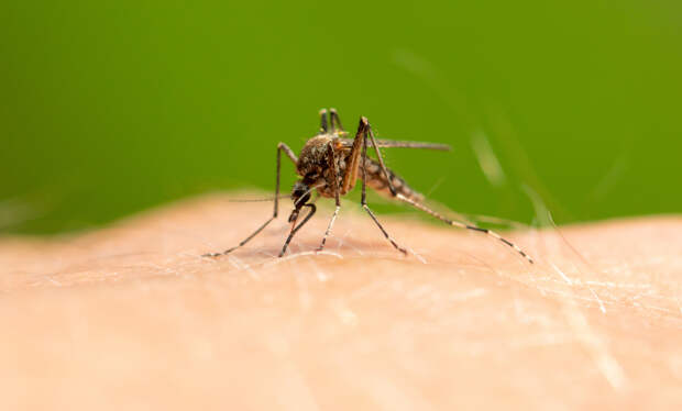 Россиян предупредили о раннем нашествии комаров