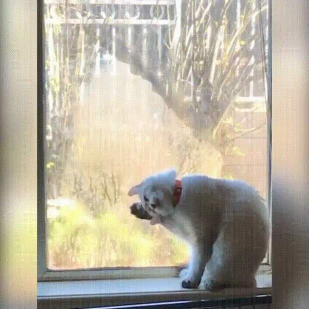 белый кот