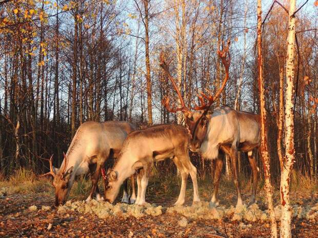 В 2,1 раза увеличился турпоток в Керженский заповедник за последние 4 года