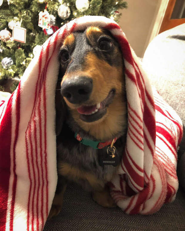 пес под одеялом