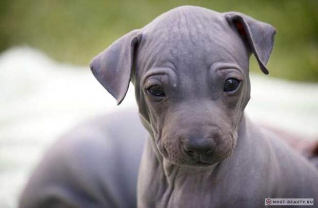 American Hairless Terrier