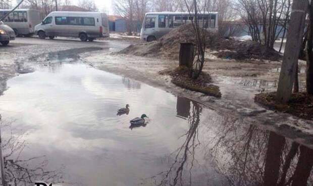 Забавные картинки и фото приколы для веселья (12 фото)