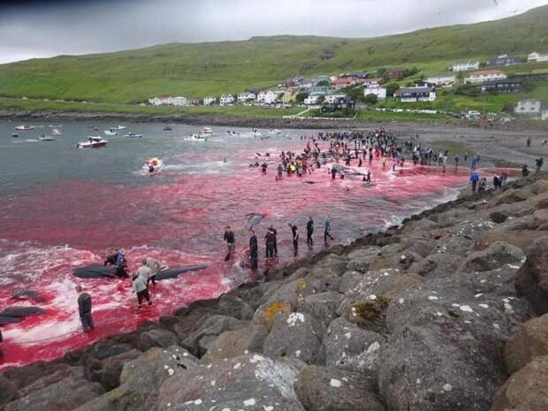 Забой китов произошёл у берегов Фарерских островов в местечке Сандавоавур бухта, в мире, животные, кит, люди, убийство