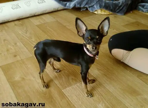 Той терьер собака. Описание, особенности, уход и цена той терьера