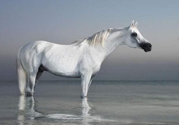 Фотопроект Equus: Красота Лошади