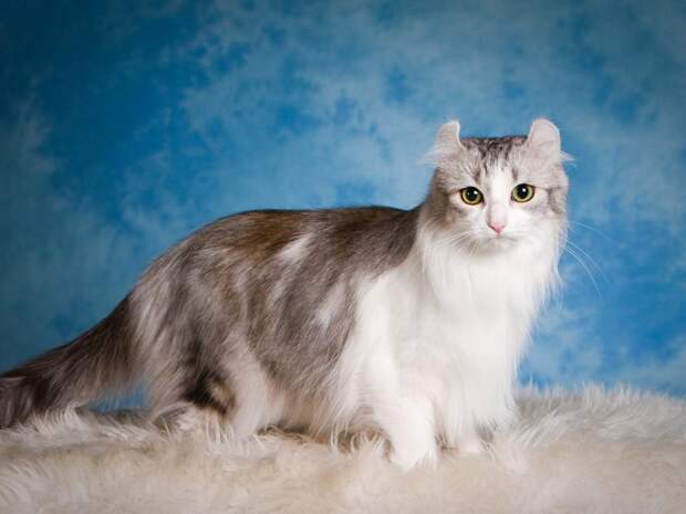 Американский керл, порода короткошерстных и полудлинношерстных кошек. фото