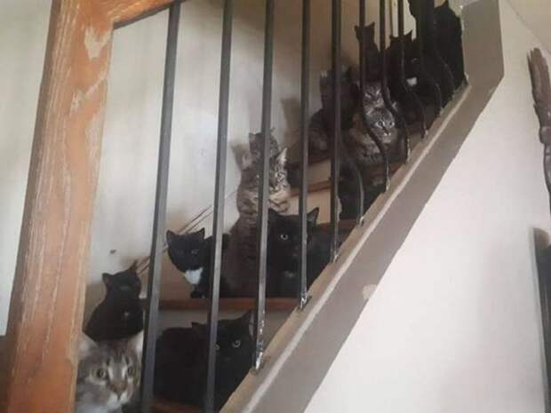 Испуганные коты Коты в доме