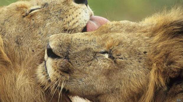 Два льва вылизывают друг друга