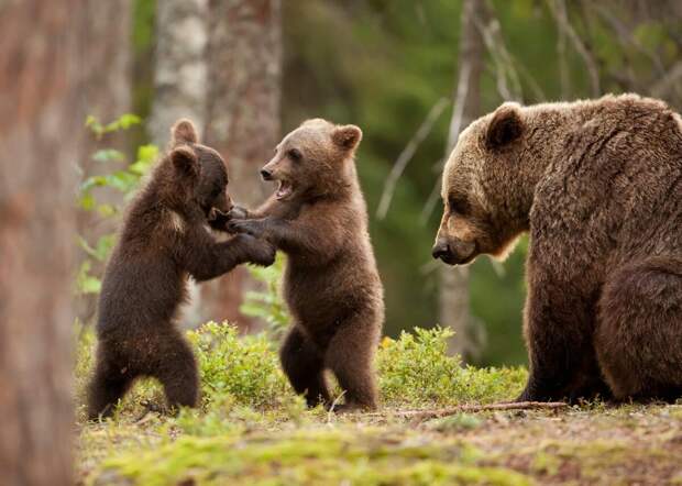 Лишь рядом с мамой медвежата могут побеситься всласть.