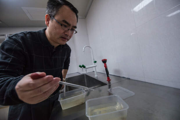 Для чего в Китае разводят комаров на специальном заводе