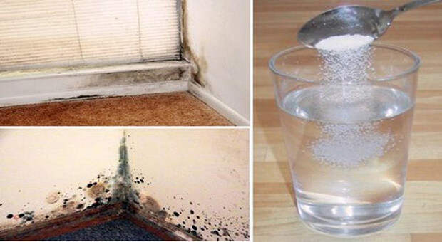 Картинки по запросу get rid of black mold