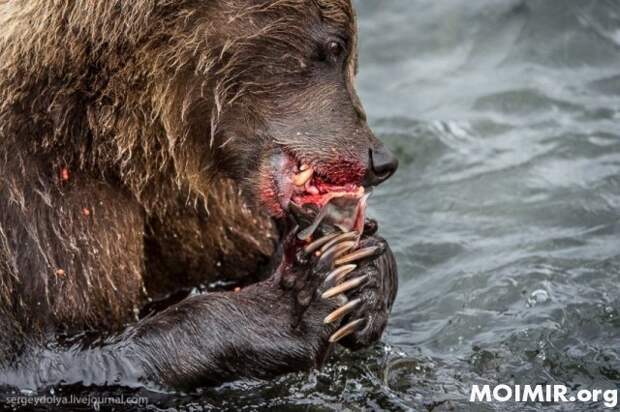 Медвежья рыбалка - удивительное зрелище