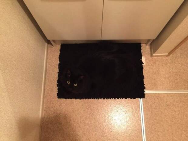 черный кот на черной дорожке