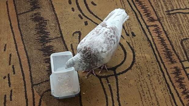 Голубь Вискас. птицы, Голубь, домашние животные, содержание, в добрые руки, длиннопост