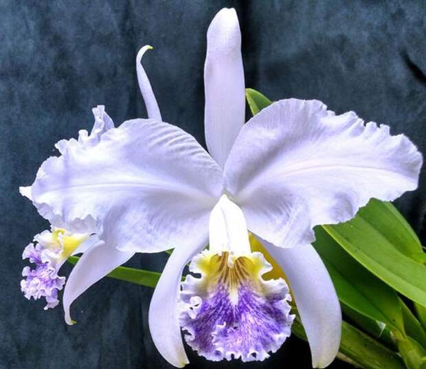 Орхидея катталея