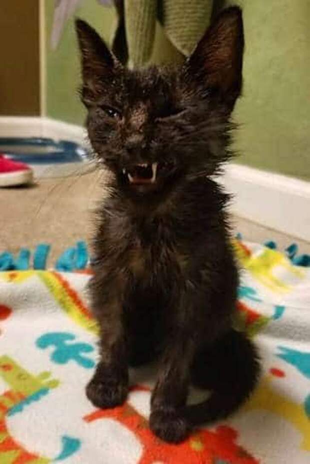 помощь двум кошкам черный котенок