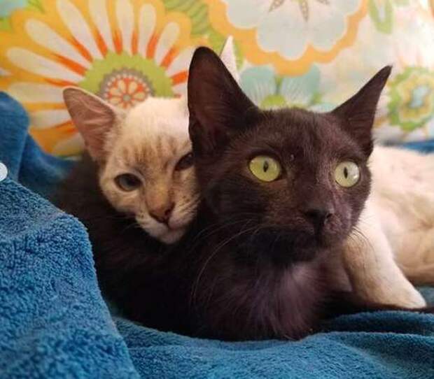 две кошки