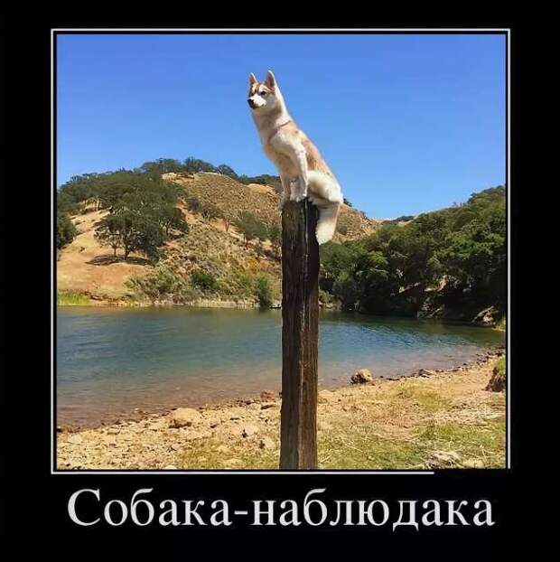 Демотиваторы. Подборка chert-poberi-dem-chert-poberi-dem-24040919052020-4 картинка chert-poberi-dem-24040919052020-4
