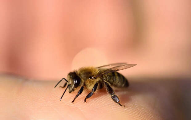 Почему после укуса гибнет пчела, а оса остаётся жива?