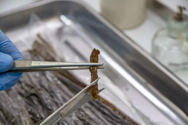 В астраханской рыбной соломке нашли плесень и дрожжи