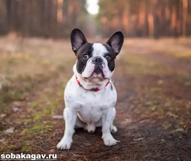Французский бульдог собака. Описание, особенности, уход и цена французского бульдога