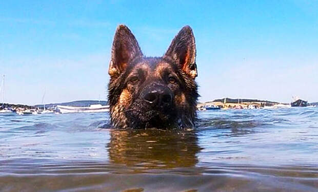Собака оказалась посреди океана и 11 часов плыла, пока ее не заметили рыбаки: