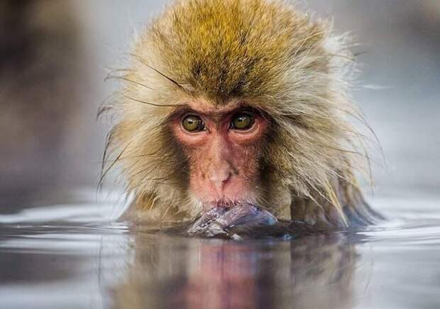 Фотография: Впечатляющие работы фотографа дикой природы Андрея Гудкова №18 - BigPicture.ru