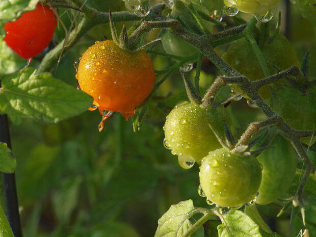 томаты с мокрыми листьями и плодами