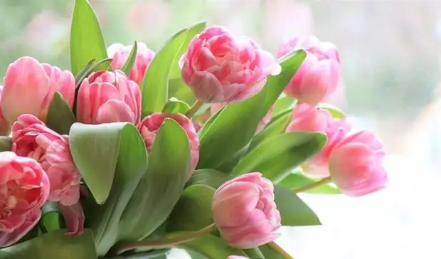 Цветы в Ставрополе подорожали на 30-50% за год