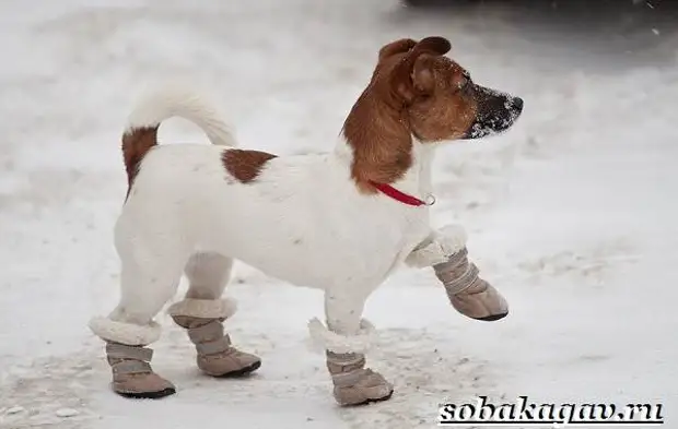 Джек Рассел терьер собака. Описание, особенности, уход и цена Джек Рассел терьера