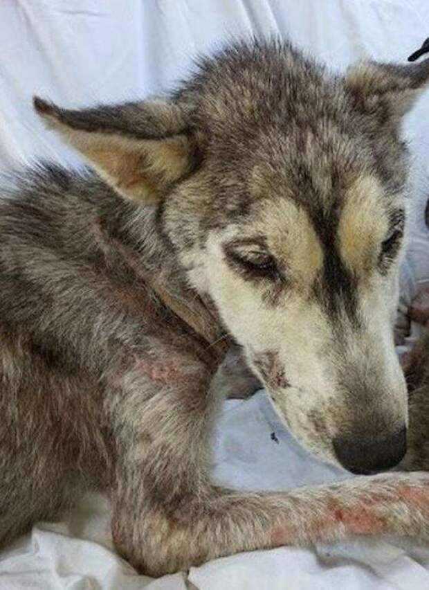 Несчастная собака погибала от голода. Но то, что было у нее под животом, заставляло ее жить!