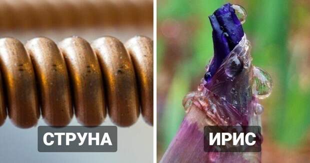 20 макрофотографий нашего удивительного мира