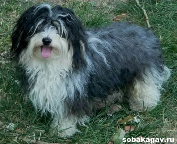 Гаванский бишон собака. Описание, особенности, уход и цена гаванского бишона