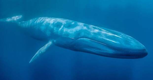 Блювал, или голубой кит - животное рекордсмен. Фото